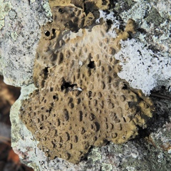 Lasallia pensylvanica