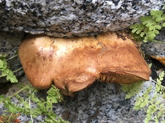 Lentinellus montanus