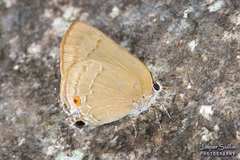 Allosmaitia strophius