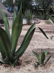 Agave salmiana