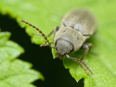 Agriotes pilosellus