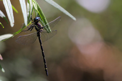 Eusynthemis guttata