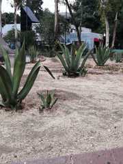 Agave salmiana