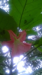 Brugmansia sanguinea