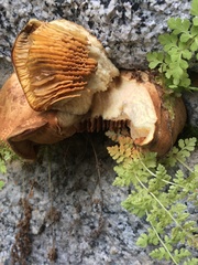 Lentinellus montanus