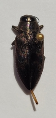 Actenodes calcaratus