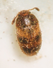 Litargus