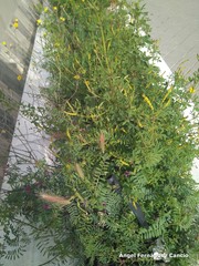 Astragalus hamosus