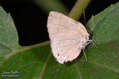 Allosmaitia strophius