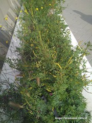Astragalus hamosus
