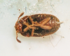 Litargus