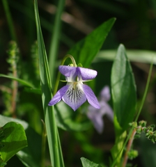 Viola lactea
