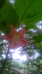 Brugmansia sanguinea