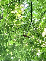 Cardinalis cardinalis