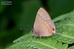 Electrostrymon endymion