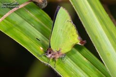Cyanophrys pseudolongula