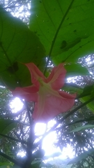 Brugmansia sanguinea