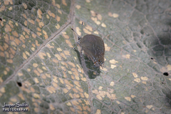 Timaeta pilosa