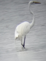 Ardea alba