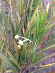 Gomphocarpus fruticosus
