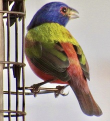 Passerina ciris
