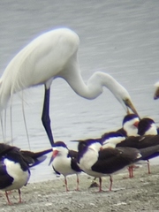 Ardea alba