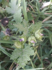 Modiola caroliniana