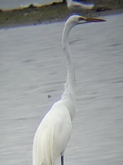 Ardea alba