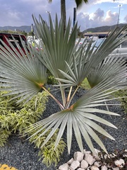 Latania lontaroides