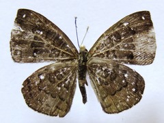 Voltinia umbra