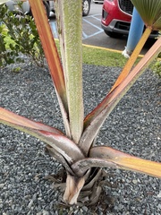 Latania lontaroides