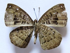 Voltinia umbra