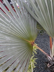 Latania lontaroides