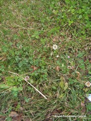 Taraxacum obovatum
