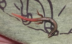 Vanzosaura multiscutata