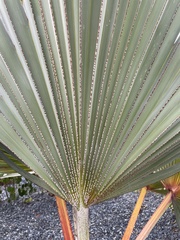Latania lontaroides