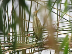 Ixobrychus involucris