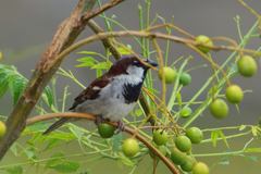 Passer domesticus