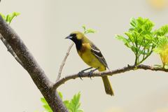Icterus