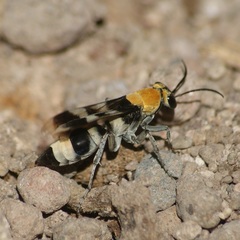 Psorthaspis formosa