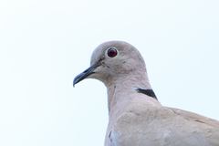Streptopelia decaocto