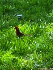 Cardinalis cardinalis