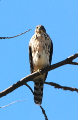Accipiter chilensis