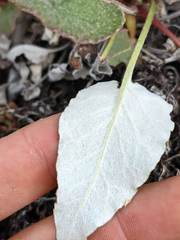 Eriogonum compositum