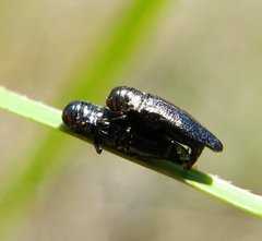 Taphrocerus