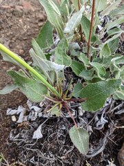 Eriogonum compositum