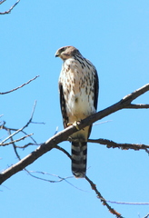 Accipiter chilensis
