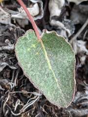 Eriogonum compositum