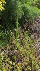 Umbilicus heylandianus