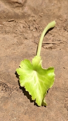 Umbilicus heylandianus